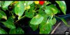 - Leaf Spots - 01 - Small.jpg