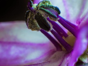 Ladybug Blüte