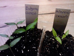 Erste richtige Blätter bei Bulgarian Carrot und Habanero Brown