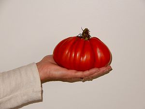Unbekannte Tomate