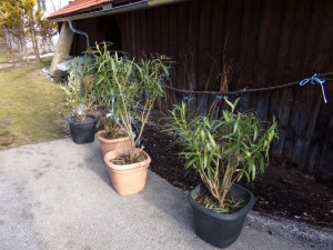 Garten Oleander nach Winter
