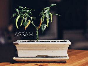 Assam Bonchi