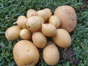 Kartoffeln aus dem Kübel 16.08.18