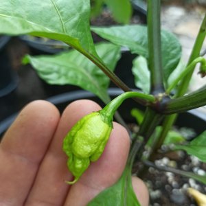 Carolina Reaper