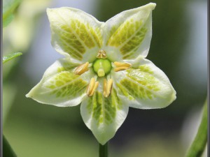 Piquante-flower