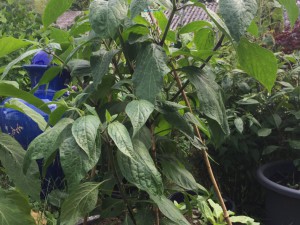 Rocoto Gigantes de los Incas