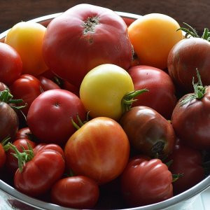 4 tomaten Ernte 28.08.23.JPG