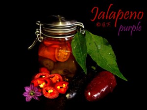 Jalapeno Purple DSC03113