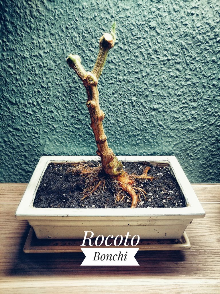 Rocoto Bonchi
