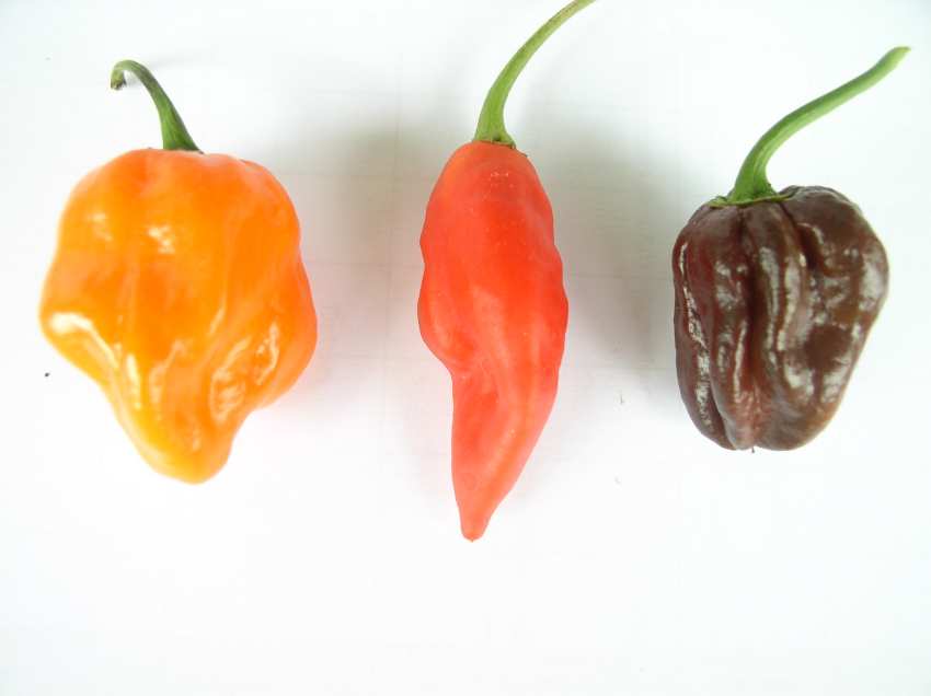 001 Habanero 2012 002.JPG