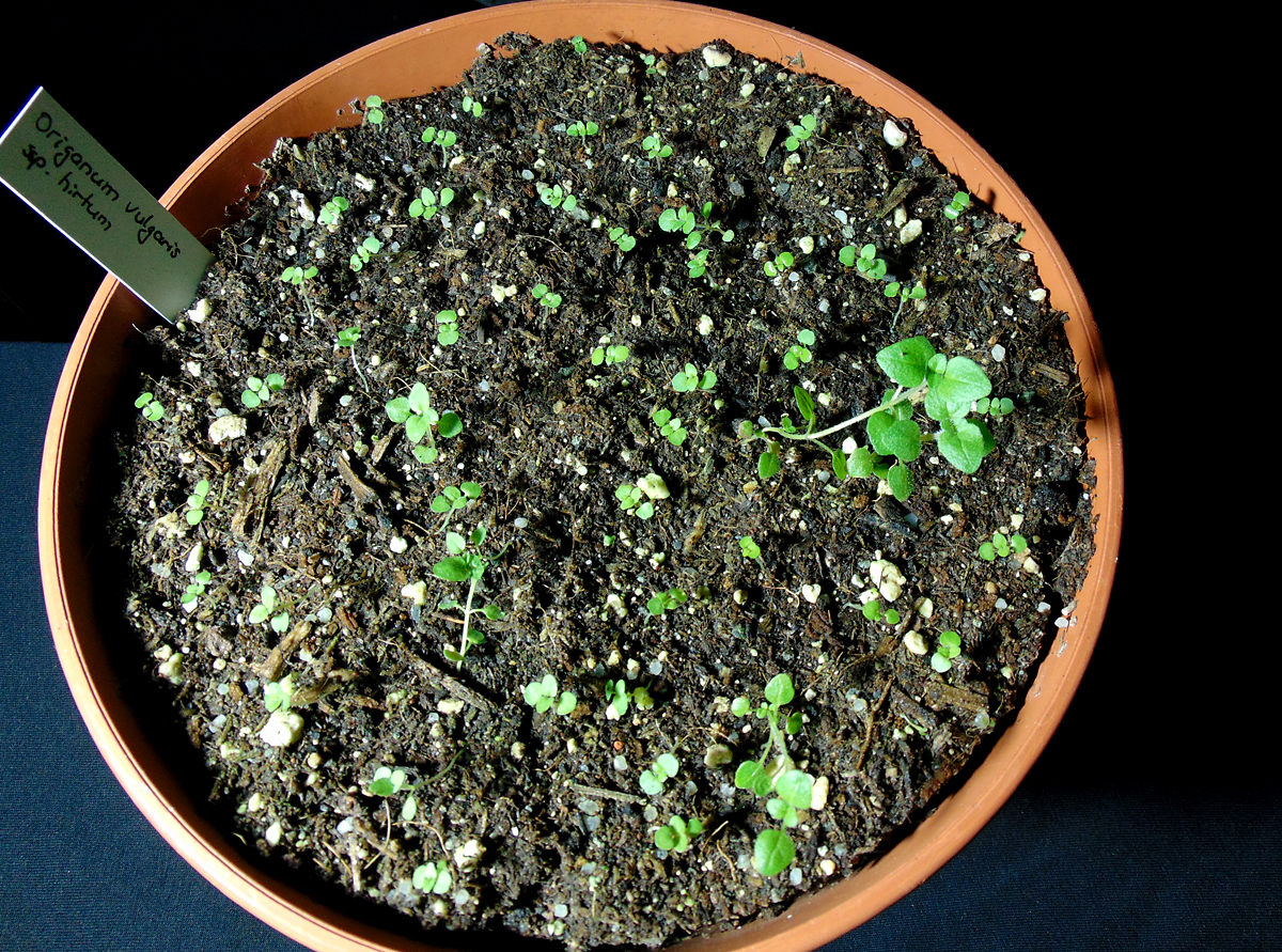 01052023_Oregano-total.jpg