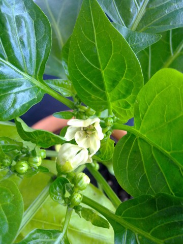03 Blüte.jpg