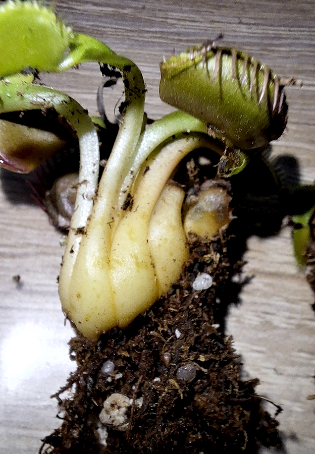 03032024-Dionaea_Rhizom.jpg