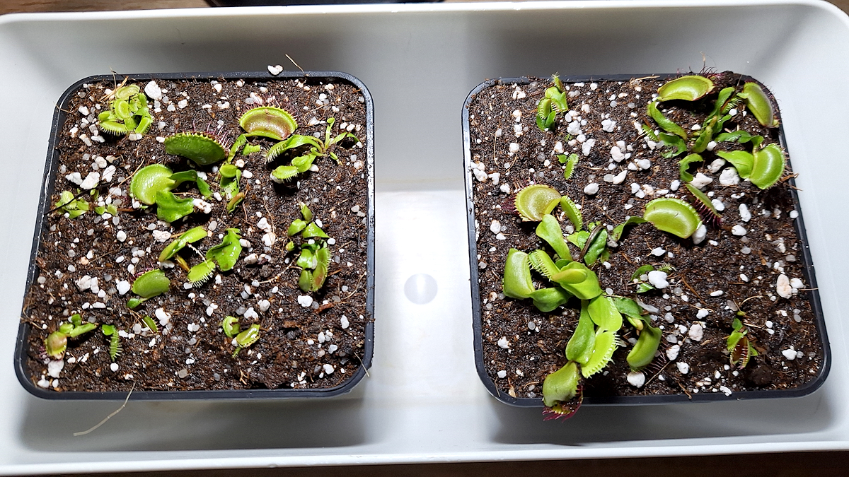 03032024-Dionaea_transplanted-1.jpg