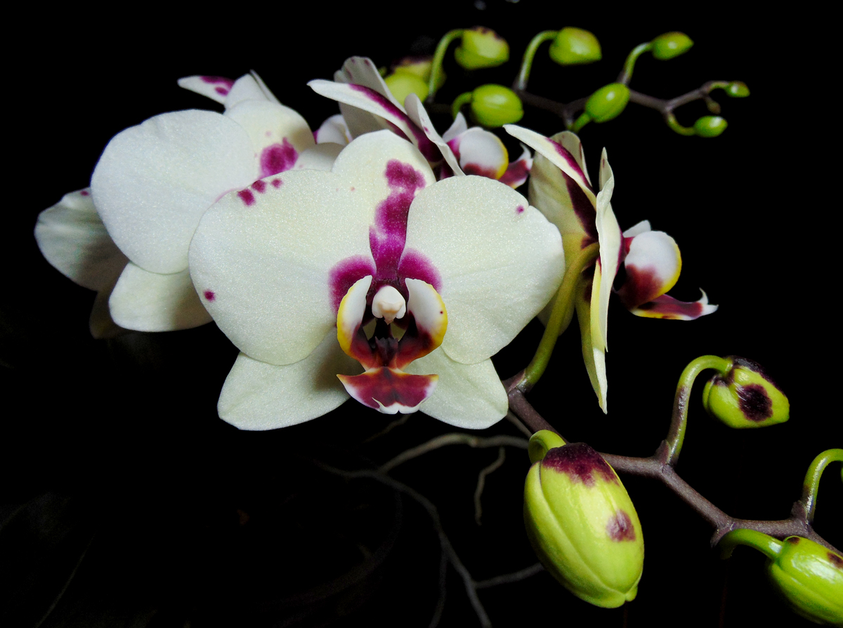 060323-Phalaenopsis_II-flowering-2.jpg