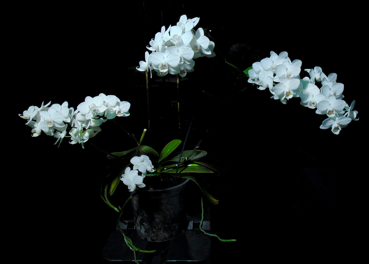 060323-Phalaenopsis_in_flower-total.jpg