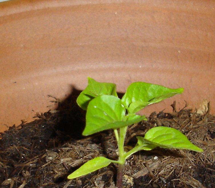 1 Bhut Jolokia.jpg