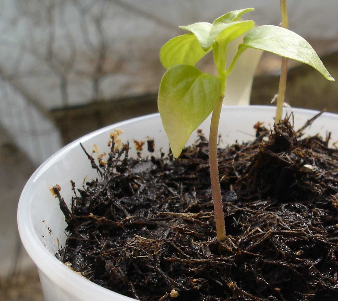 1 DSC04895 Habanero Red.jpg