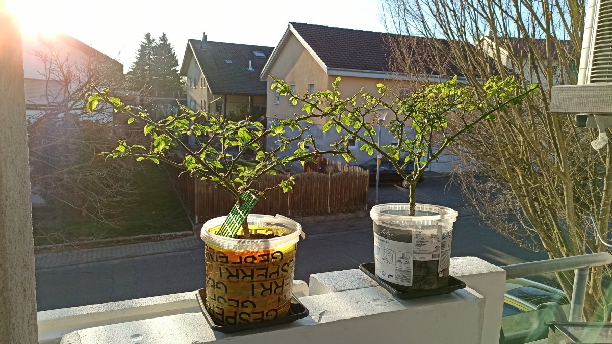 1.Sonnenausflug meiner Warmüberwinterer.jpg