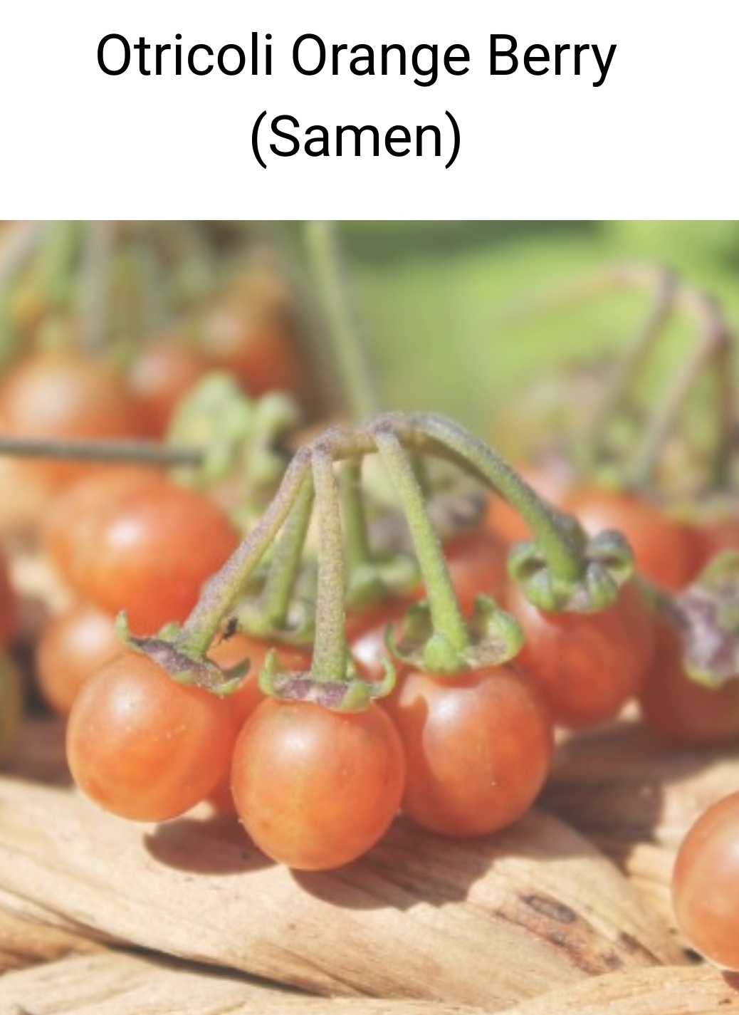 1000020457.jpg