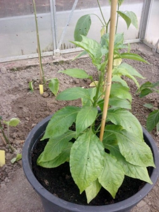 100606_Bhut_Jolokia.jpg