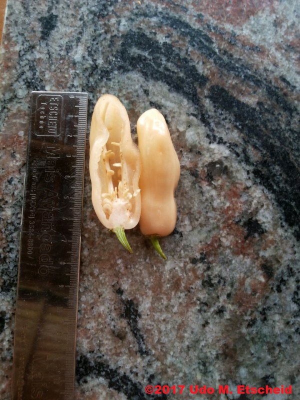 10_cheiro_do_norte_frucht_offen_16_12_2017_ok.jpg