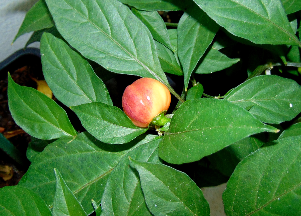 11092022_CGN21500_II_fruit.jpg