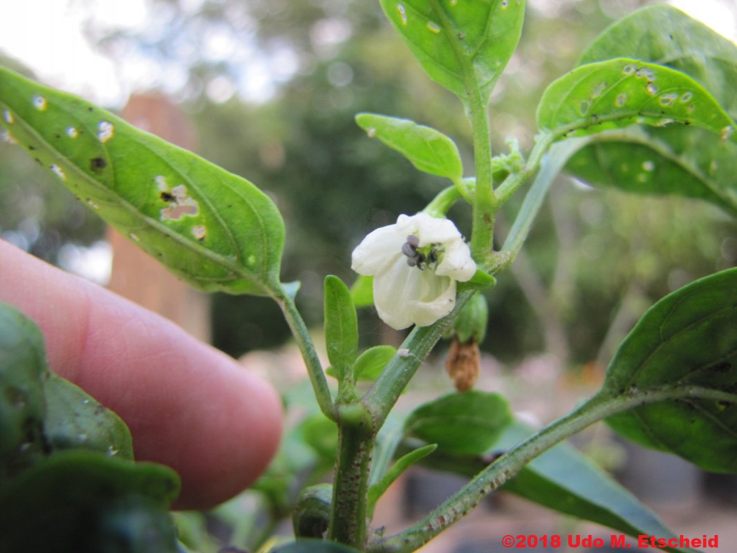 116_jalapen_brown_flor_10_11_2018_ok.jpg