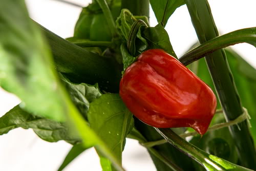 12-08-15_Habanero_Red_002_resize.jpg