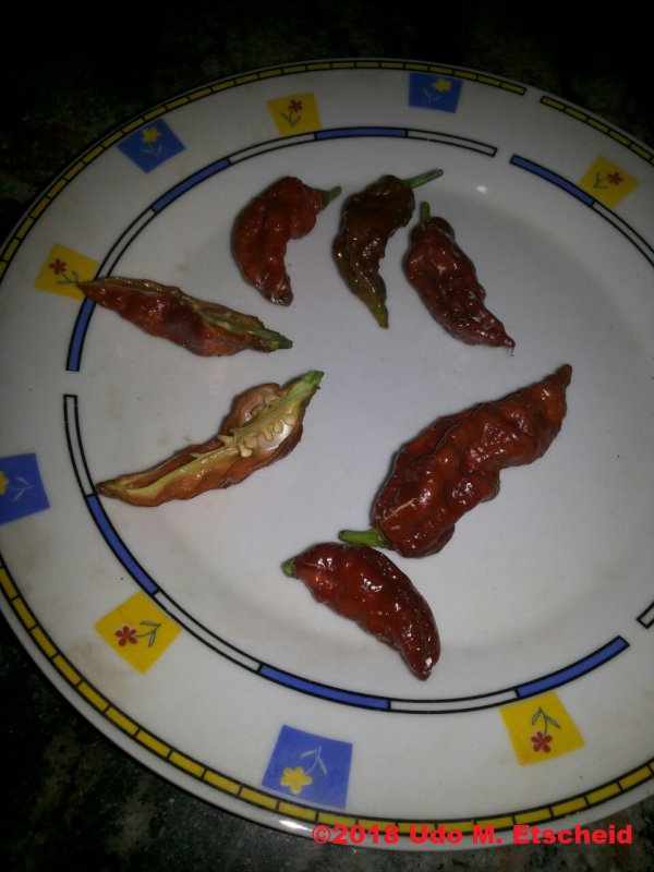 120_bhut_jolokia_chocolate_ernte_10_02_2018_ok.jpg