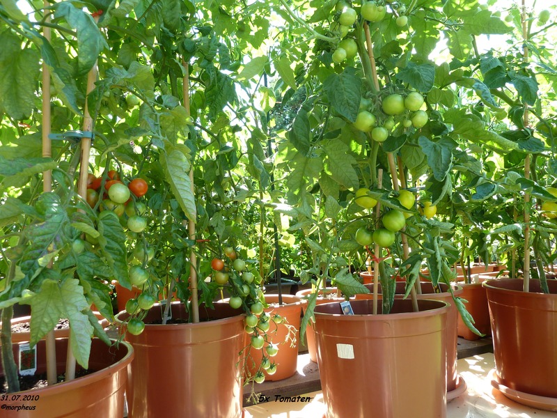 121_31.07.10_tomateno4s4.jpg