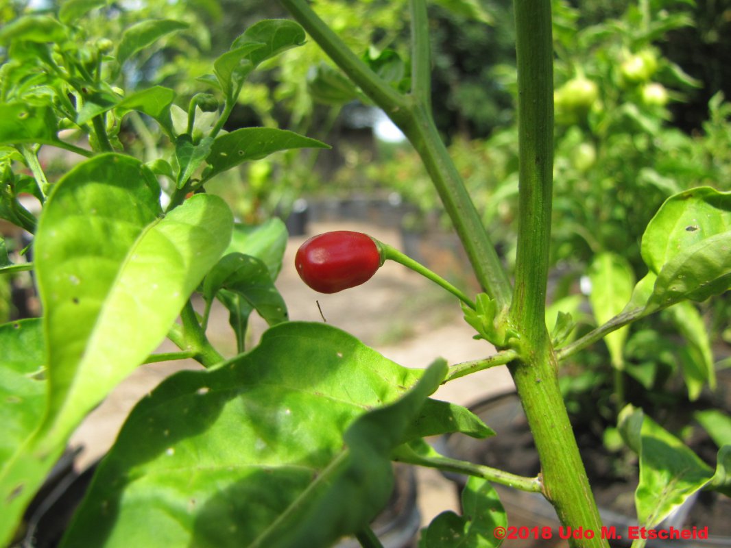 130_pequena_do_maranhao_frucht_28_01_2018_ok.jpg