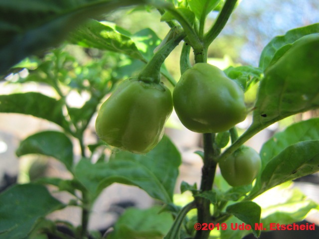 138_fatalii_yellow_frucht_09_02_2019_ok.jpg