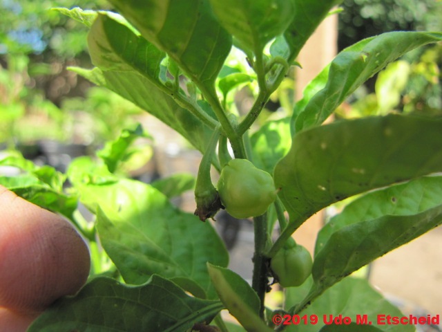 138_fatalii_yellow_frucht_26_01_2019_ok.jpg