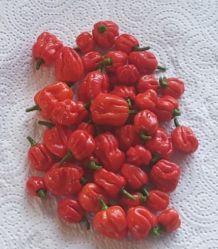 13_09_2024-CarolinaReaper.jpg