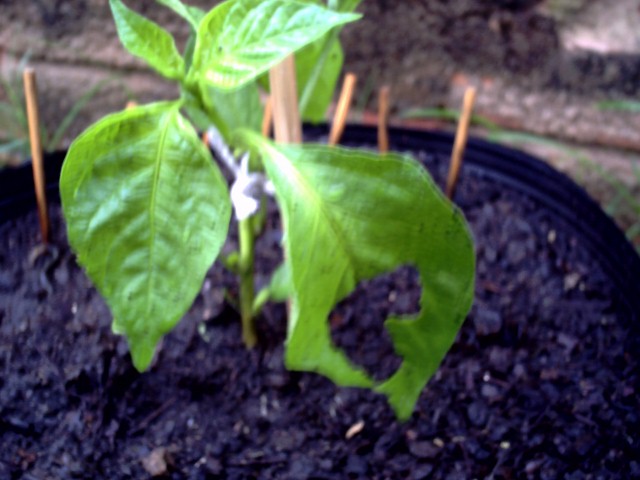 13_aji_campanilla_28_11_09 (640x480).jpg