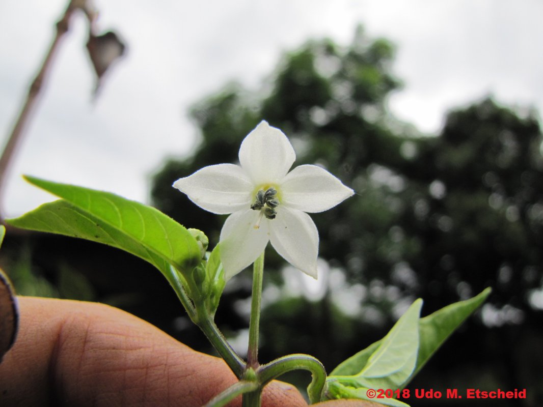 154_numex_twilight_flor_24_11_2018_ok.jpg