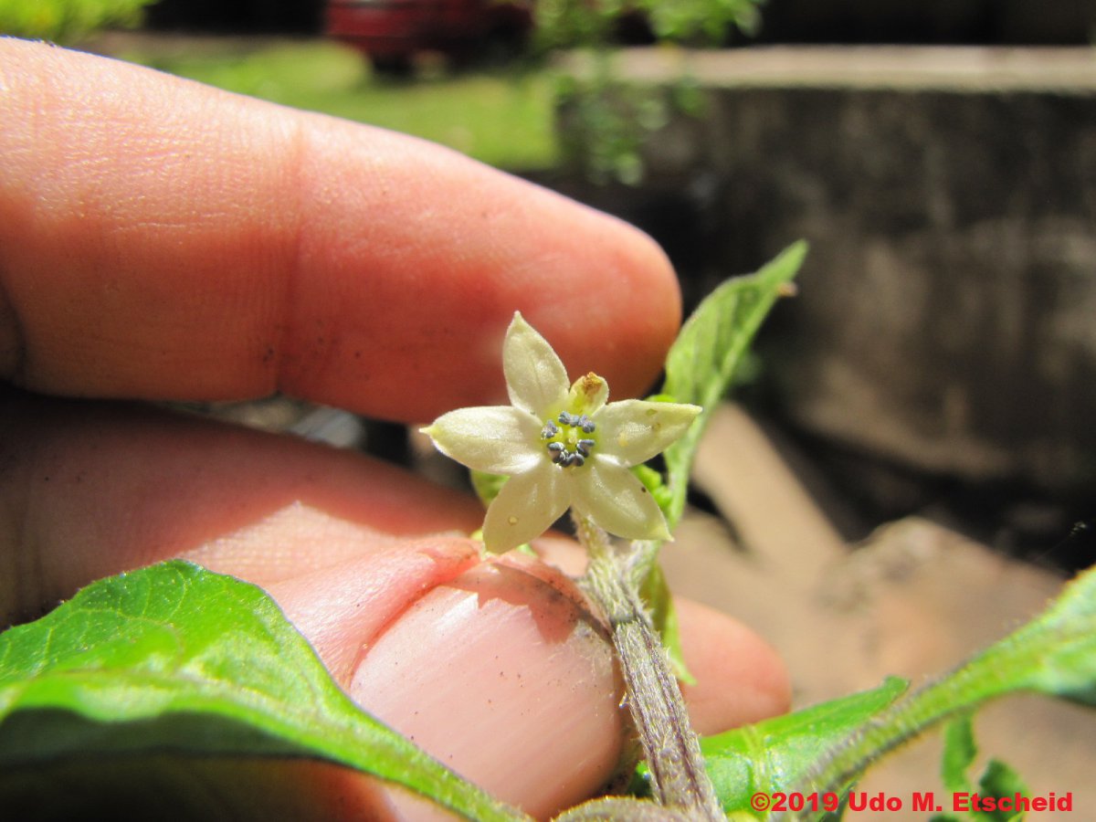 155_aji_cajamarca_flor_18_01_2019_ok.jpg