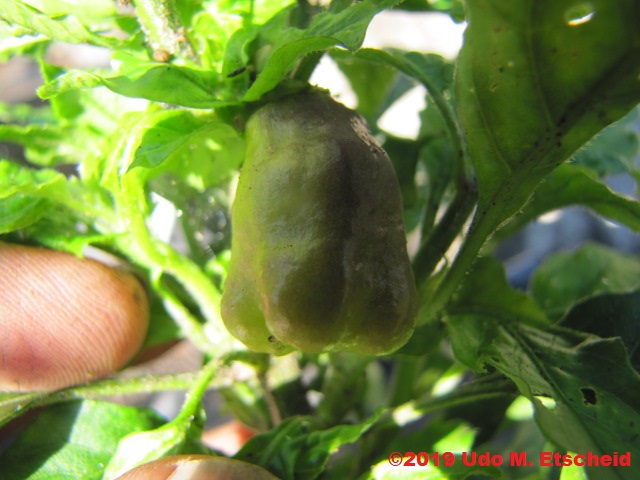 155_aji_cajamarca_frucht_09_02_2019_ok.jpg