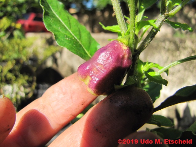 155_aji_cajamarca_frucht_26_01_2019_ok.jpg