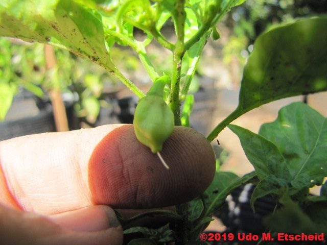 166_fatalii_white_frucht_26_01_2019_ok.jpg