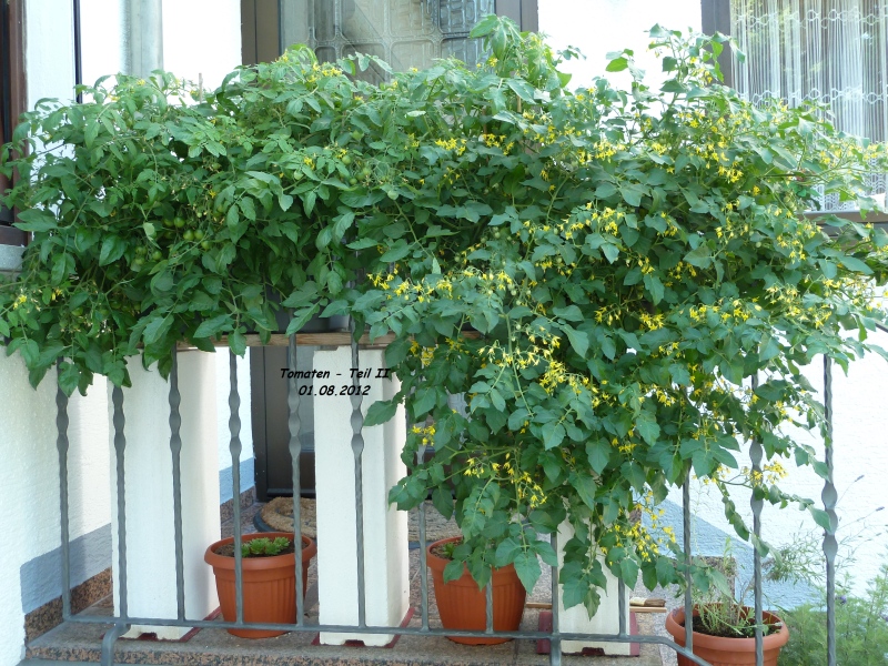 174_01.08.12_tomaten-casei.jpg