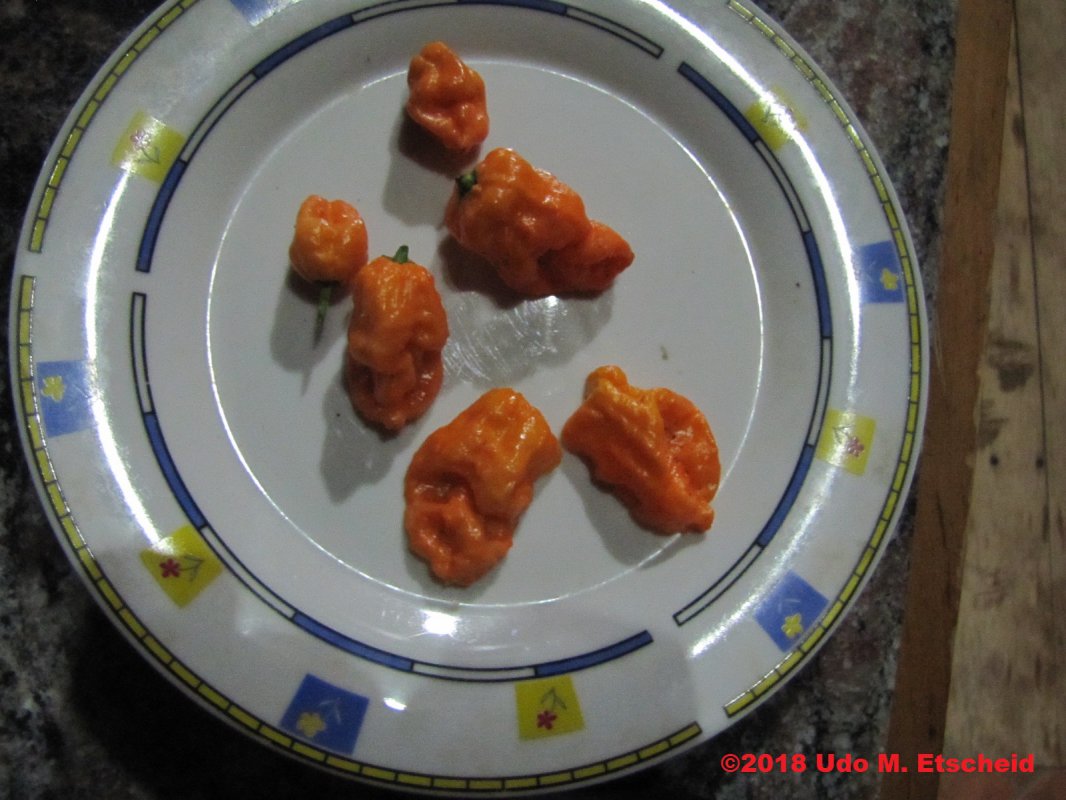 174_bhut_orange_copenhagen_ernte_07_04_2018_ok.jpg