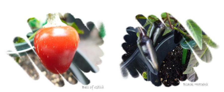 1779871326582.png