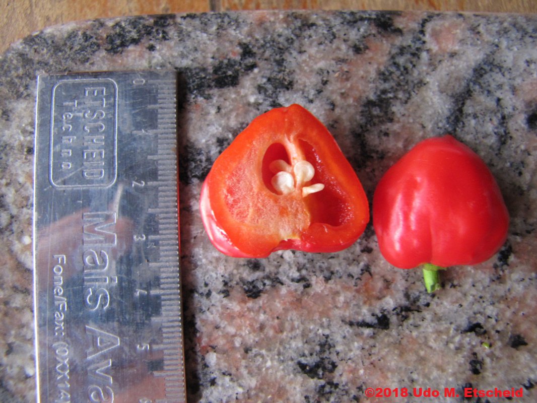 182_numex_red_frucht_offen_18_11_2018_ok.jpg