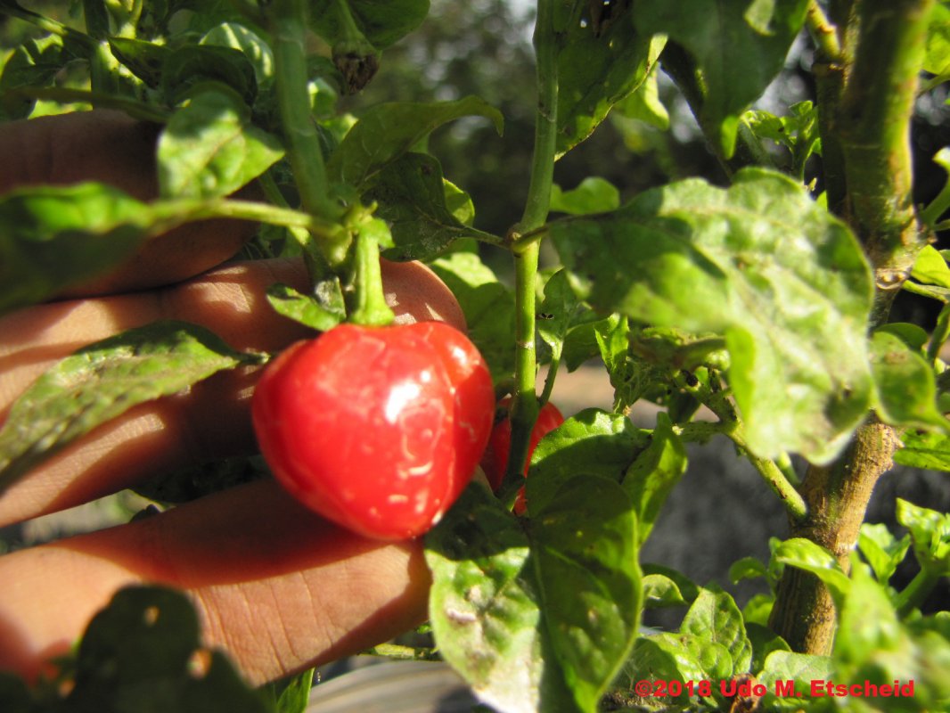182_numex_suave_red_frucht_06_05_2018_ok.jpg