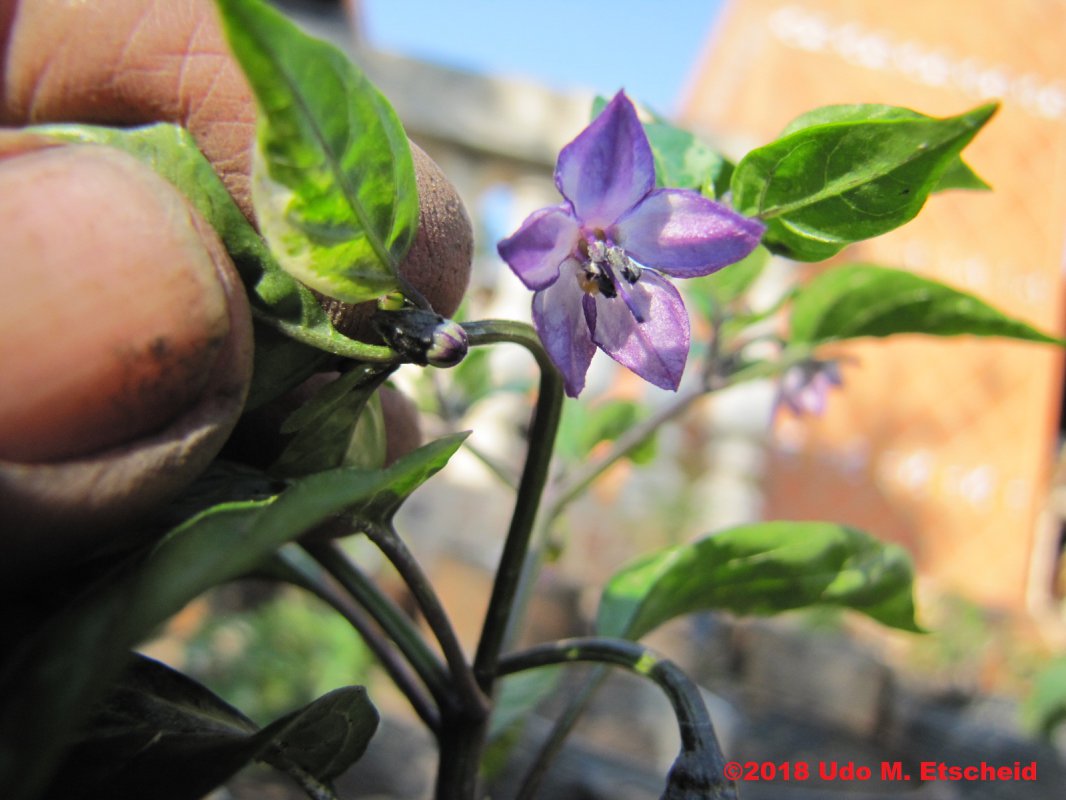 190_variegata_alan_bluete_31_08_2018_ok.jpg