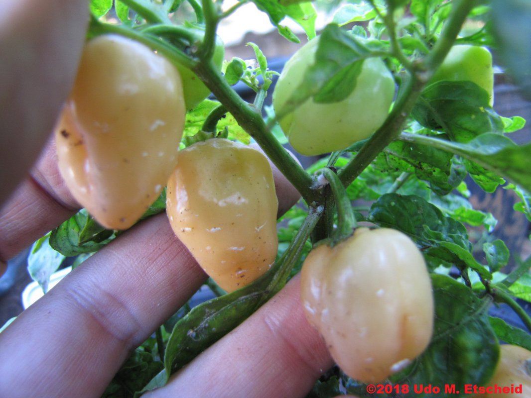 191_fatalii_peach_frucht_07_04_2018_ok.jpg