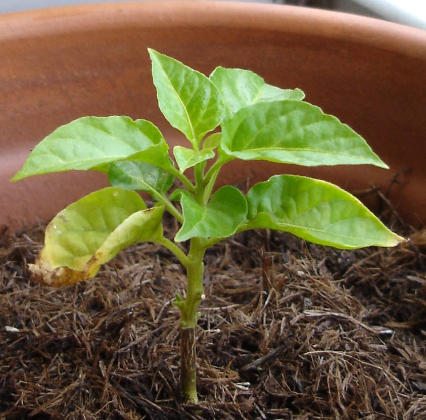 2 Bhut Jolokia 05130.jpg