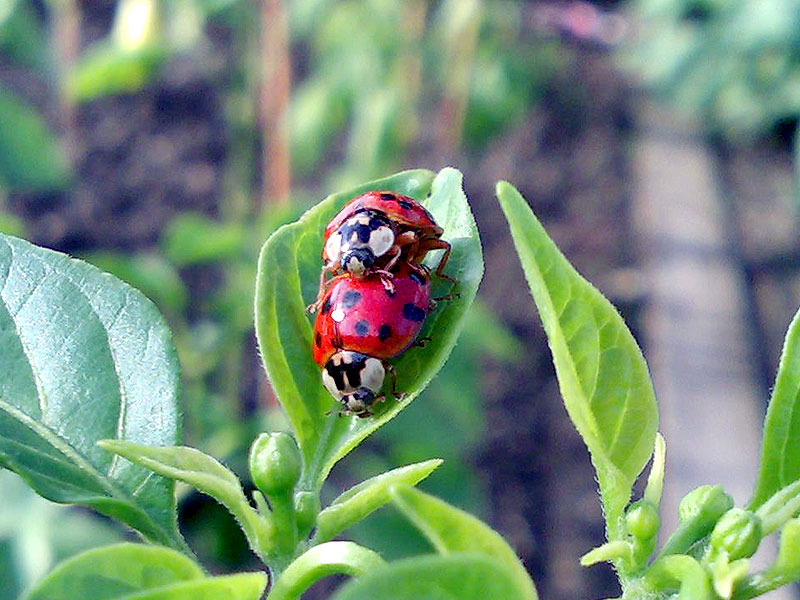 2009-06-25 Marienkäfer5.jpg